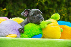 young French Bulldog