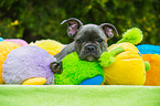young French Bulldog