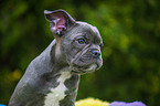 young French Bulldog