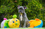young French Bulldog