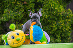 young French Bulldog