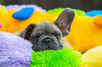 young French Bulldog