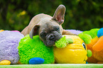 young French Bulldog