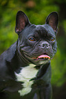 French Bulldog Portrait
