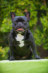 sitting French Bulldog