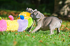 young French Bulldogs