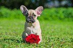 young French Bulldog