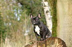 sitting French Bulldog