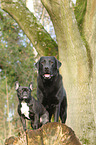 2 dogs