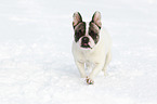 French Bulldog in the snow