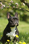 sitting French Bulldog