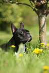 lying French Bulldog