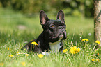 lying French Bulldog
