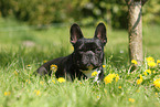 lying French Bulldog