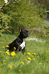 sitting French Bulldog