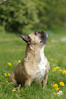 sitting French Bulldog