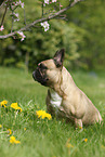 sitting French Bulldog
