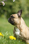 sitting French Bulldog
