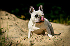 sitting French Bulldog