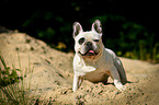 sitting French Bulldog