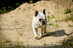 walking French Bulldog