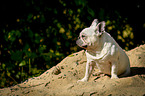 sitting French Bulldog