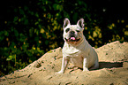 sitting French Bulldog