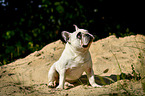 sitting French Bulldog