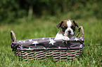 French Bulldog Puppy