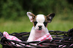 French Bulldog Puppy