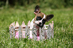 French Bulldog Puppy