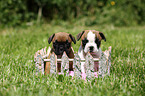 French Bulldog Puppies