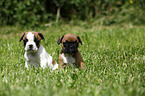 French Bulldog Puppies