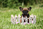 French Bulldog Puppy