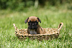 French Bulldog Puppy