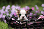 French Bulldog Puppy