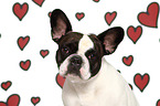 French Bulldog Portrait