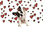 French Bulldog is giving paw
