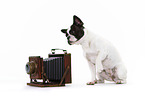 sitting French Bulldog
