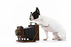 sitting French Bulldog