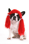 sitting French Bulldog