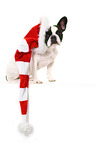 sitting French Bulldog