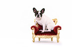 sitting French Bulldog