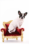 sitting French Bulldog