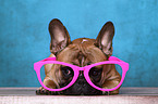 lying French Bulldog