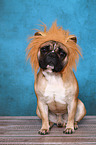 sitting French Bulldog
