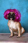 sitting French Bulldog