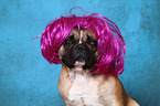 French Bulldog Portrait