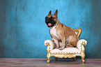 sitting French Bulldog