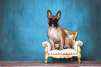 sitting French Bulldog